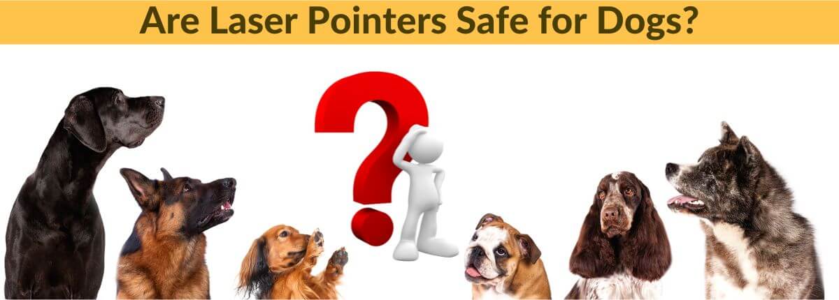 Do You Know About Laser Pointers and Dogs Relations [2023]
