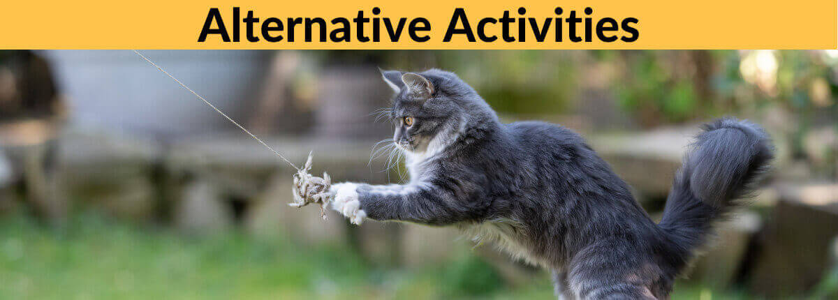 cat alternative activities